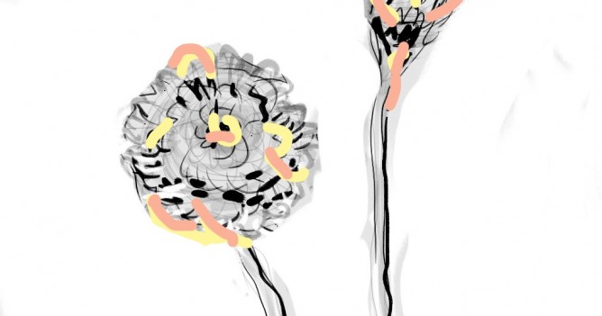 2 flowers