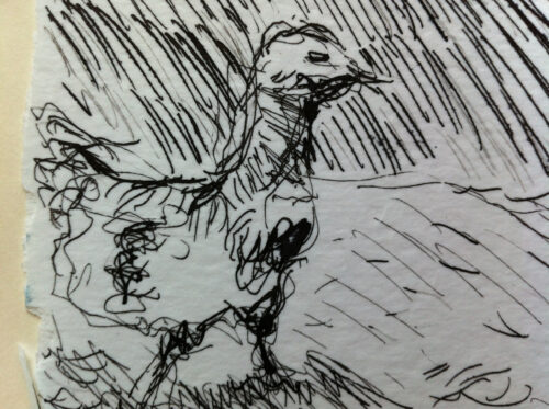 Bird drawing 2013